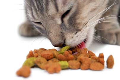 cibo-per-gatti