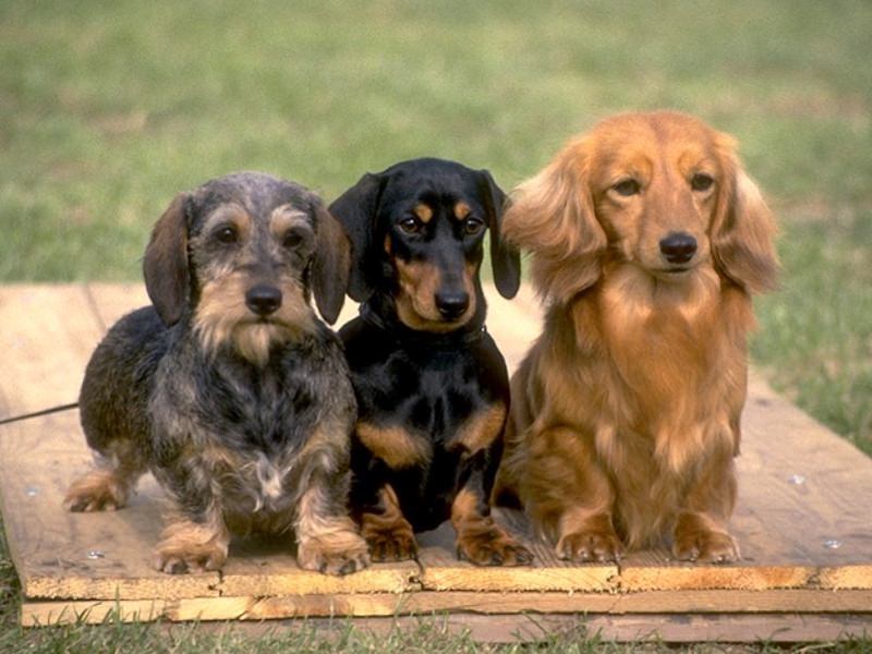 Bassotto Un Cane Dal Carattere Temerario E Vivace