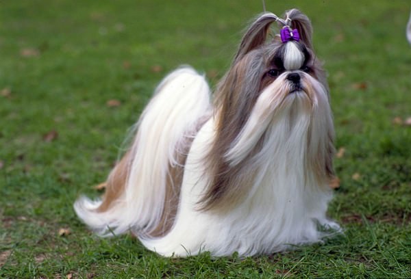 Lo Shih Tzu Il Cane Leone