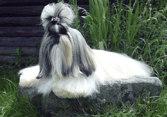 Lo Shih Tzu Il Cane Leone