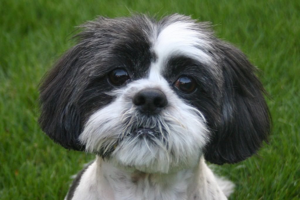 Lo Shih Tzu Il Cane Leone