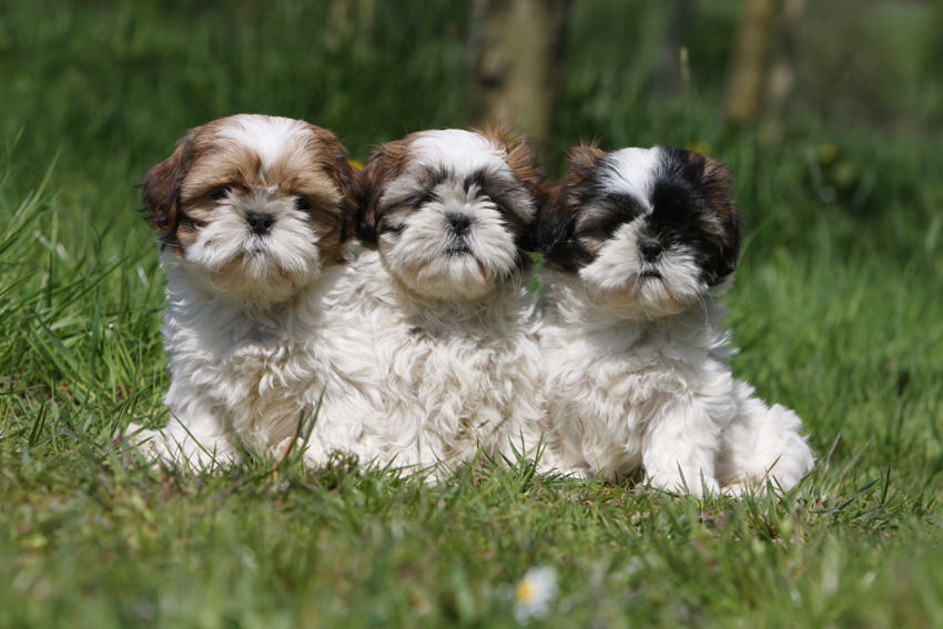 Lo Shih Tzu Il Cane Leone