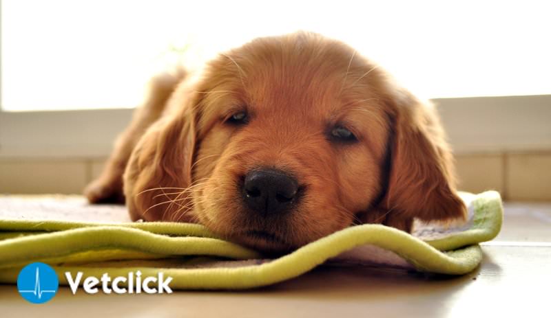 Cane Mangia Feci 7 Consigli Per Porvi Rimedio In Breve Temp