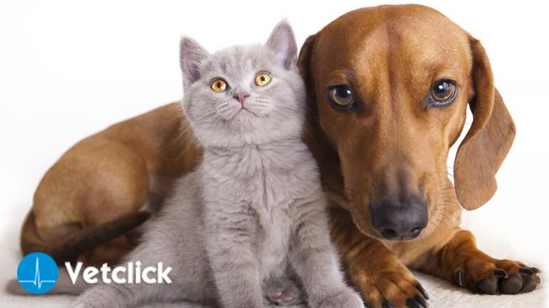 Vomito Nel Cane E Gatto Cause Sintomi E Terapia