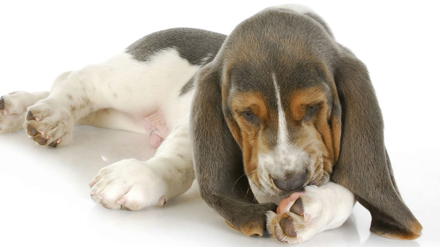 Cane Si Lecca In Continuazione Cause E Soluzioni