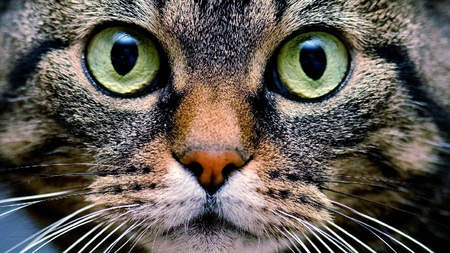 Zecche Gatto 5 Consigli Per Riconoscere Le Zecche Sul Gatto