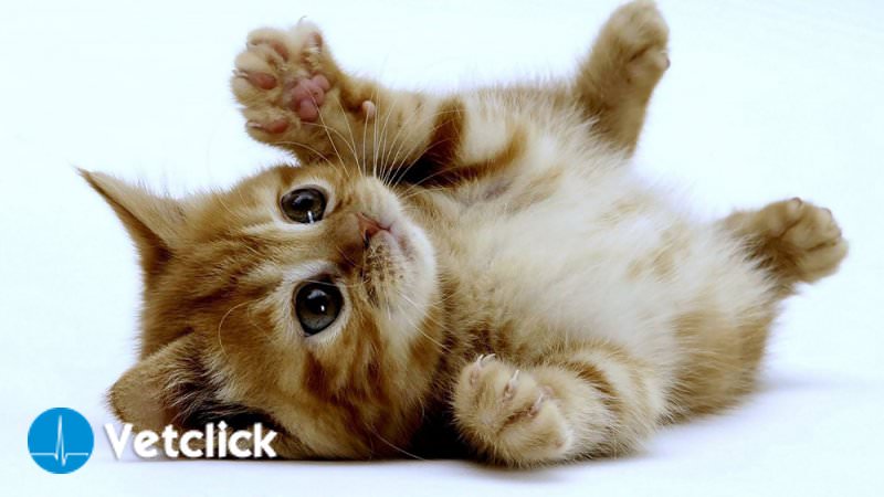 Svezzamento Gatto Come Svezzare Un Gattino