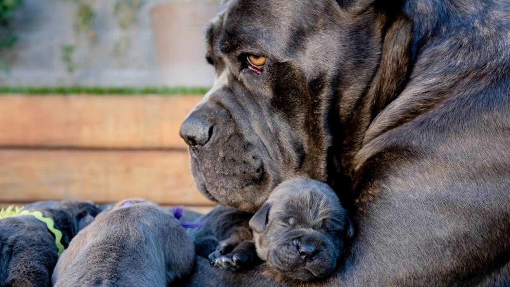 Cane Corso Tutto Sul Carattere E Gli Standard Di Razza