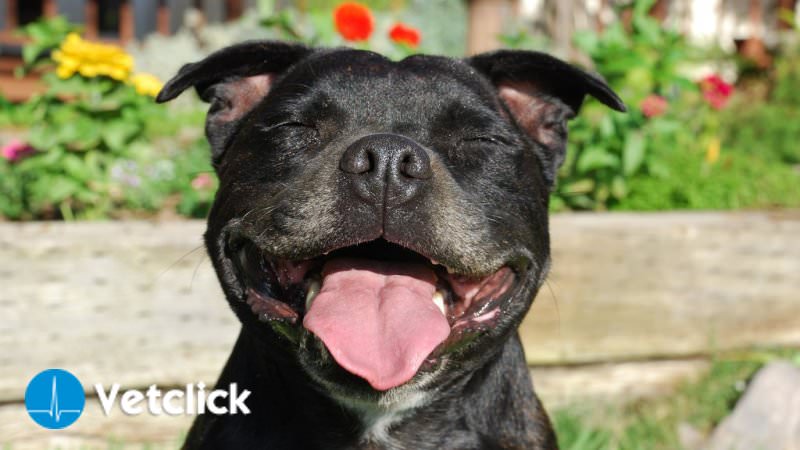 Staffordshire Bull Terrier: ecco tutte le malattie che colpi Staffordshire Bull Terrier: ecco tutte le malattie che colpi