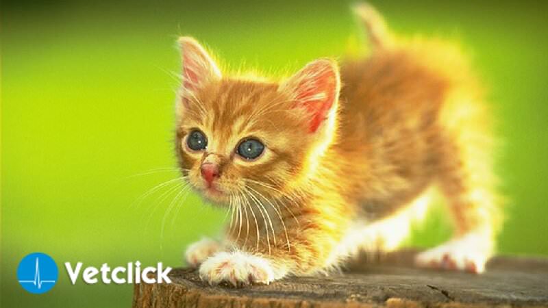 Zecche Cane La Guida Definitiva Per Togliere La Zecca Senza