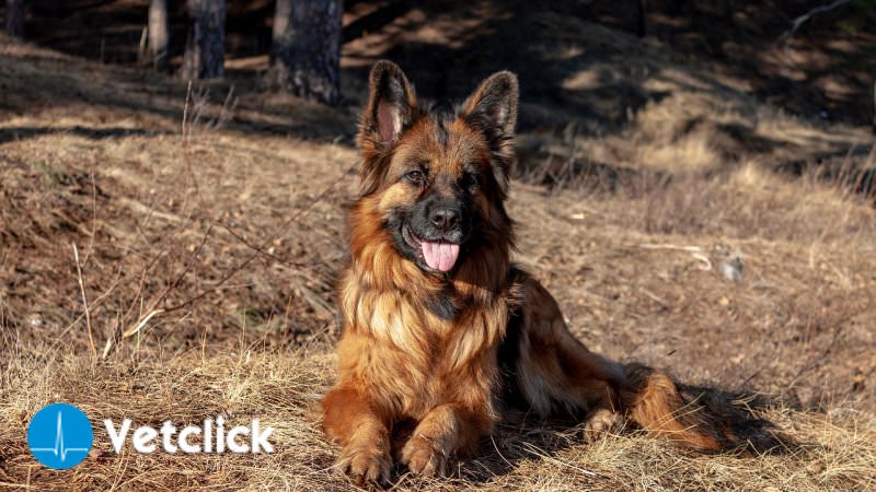 Nomi Per Cani Maschi La Guida Definitiva Per Scegliere Il N