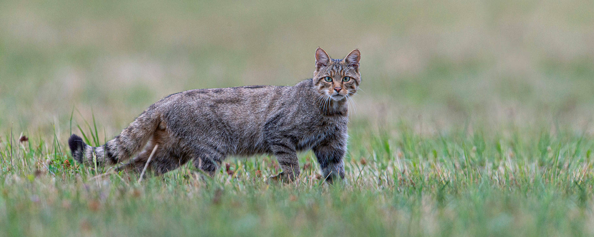 La Sindrome di Horner nel gatto