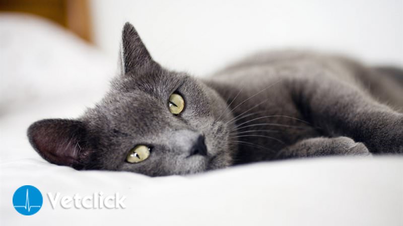 Linfoma nel gatto: tutto quello che dovete sapere sul linfoma felino