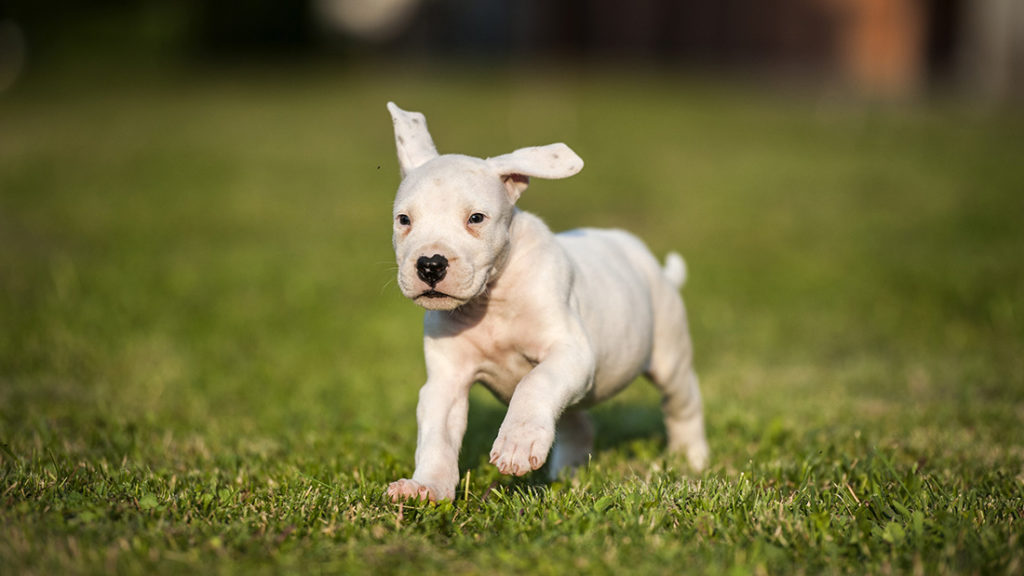 Dogo argentino carattere, prezzo e consigli Vetclick