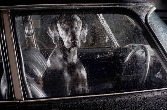 Cane chiuso un mese in auto: altro caso di maltrattamento animale
