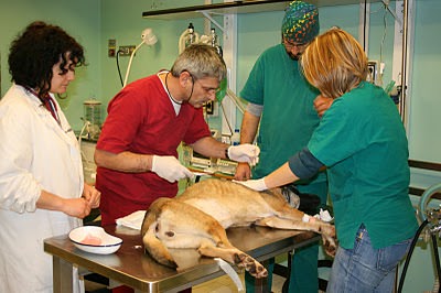 Teramo: concorso pubblico per medici veterinari h24