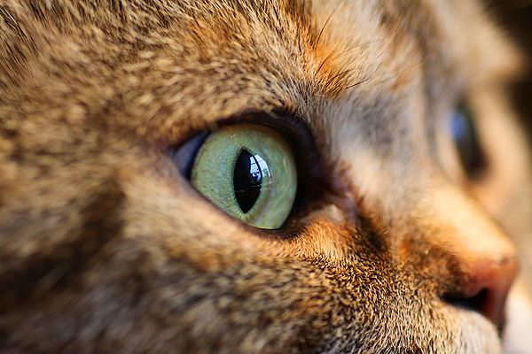 Muore il gatto: sospensione del veterinario per tre mesi
