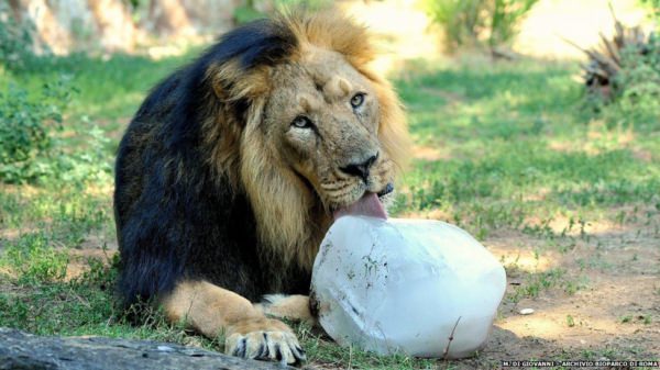 Roma: al Bioparco misure anti caldo per gli animali