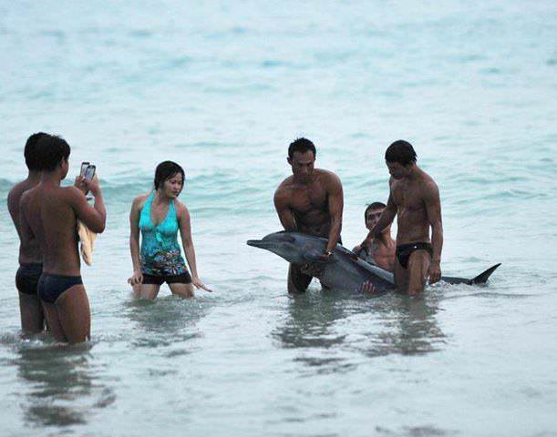 Cina: delfino arenato morto per colpa dei turisti