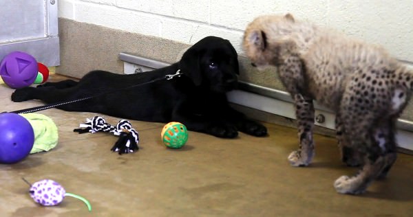 Cane e ghepardo: sarà amicizia?