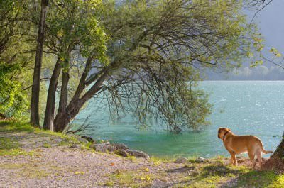 Castel S. Angelo: trovato morto Dogue de Bordeaux