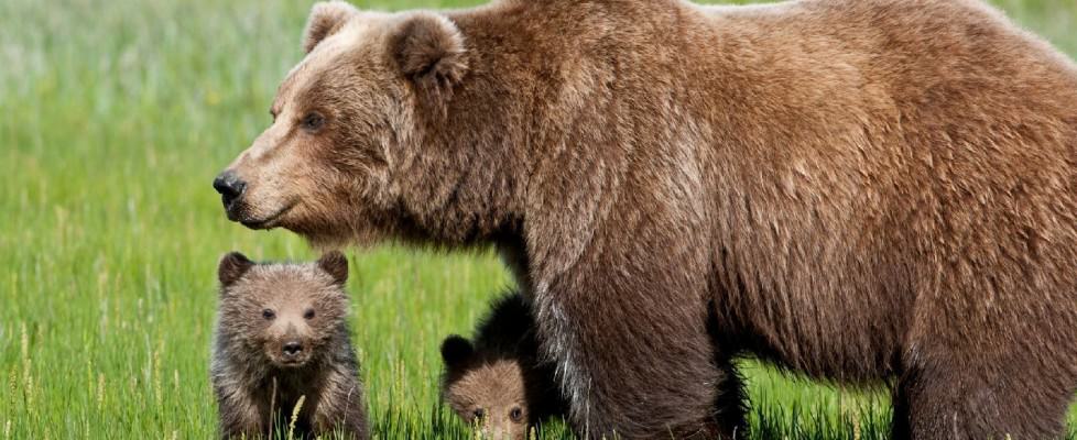 Morta l’orsa Daniza per una dose eccessiva di narcotico