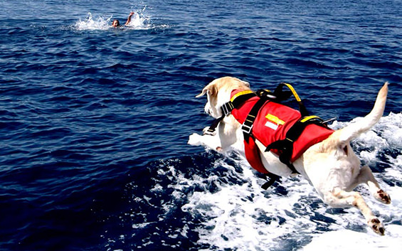 Palermo: arrivano i cani da salvataggio sulla spiaggia