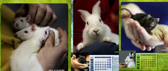 Topi e conigli in posa per un calendario speciale