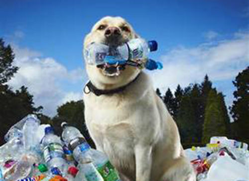 Tubby: il cane ecologista è nel Guinness World Record