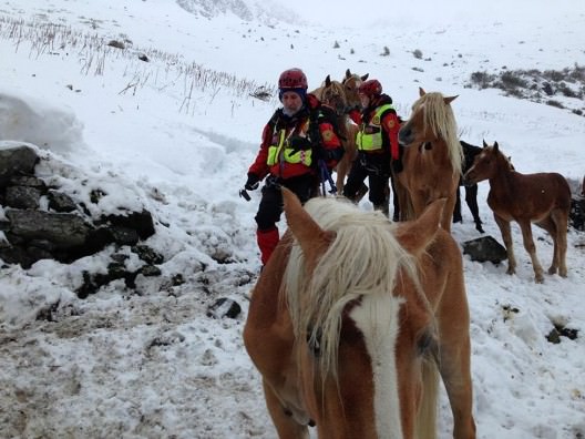 Soccorso alpino per cavalli e vacche bloccati ad alta quota