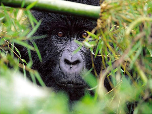 Congo: miliardario salverà i Gorilla con la costruzione di due dighe