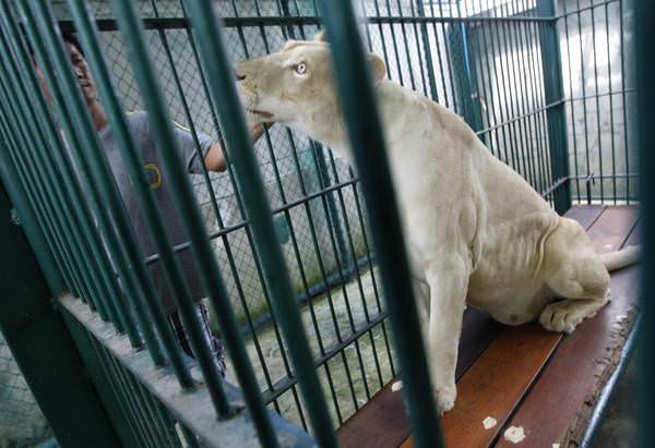 Thailandia: 14 leoni bianchi trovati in un magazzino