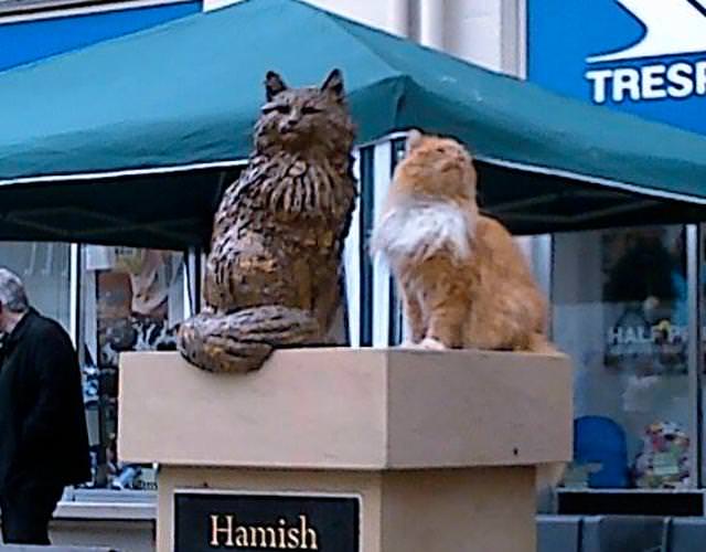 Scozia: statua di bronzo per il gatto randagio del paese