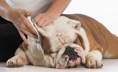 Pulire facilmente le orecchie del cane in 5 passi e senza stress