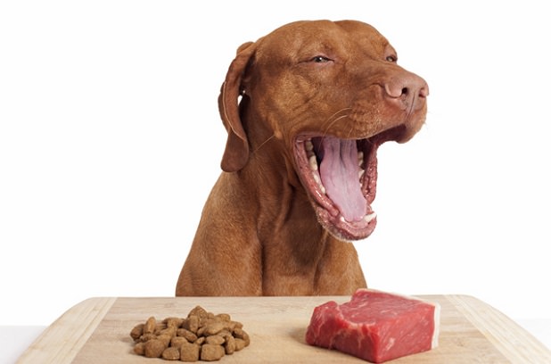 Alimentazione del cane: ecco cosa deve mangiare