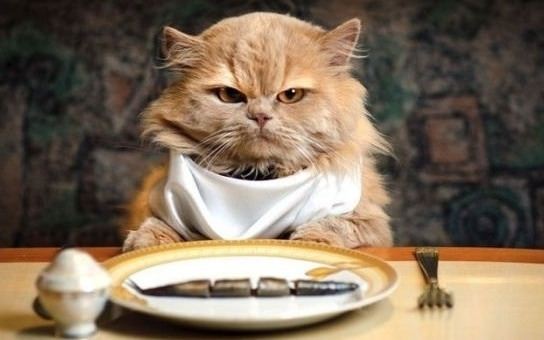 Alimentazione del gatto: ecco cosa deve mangiare