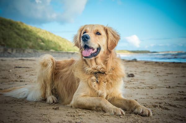 Displasia del gomito nel cane: sintomi e terapia