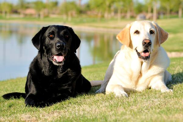 Displasia anca nel cane: sintomi e terapia