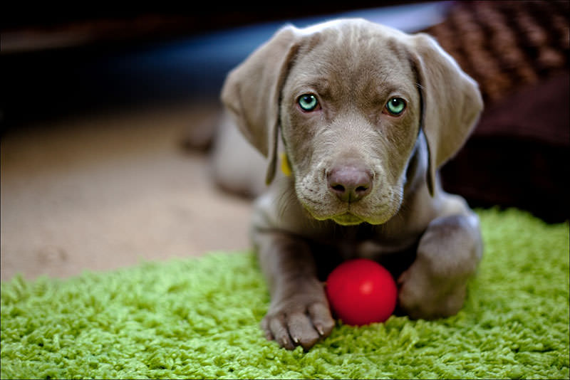 Migliori giochi educativi per un cane cucciolo: 5 consigli utili