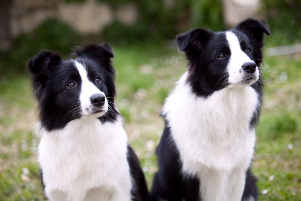 Border Collie: carattere e standard di razza