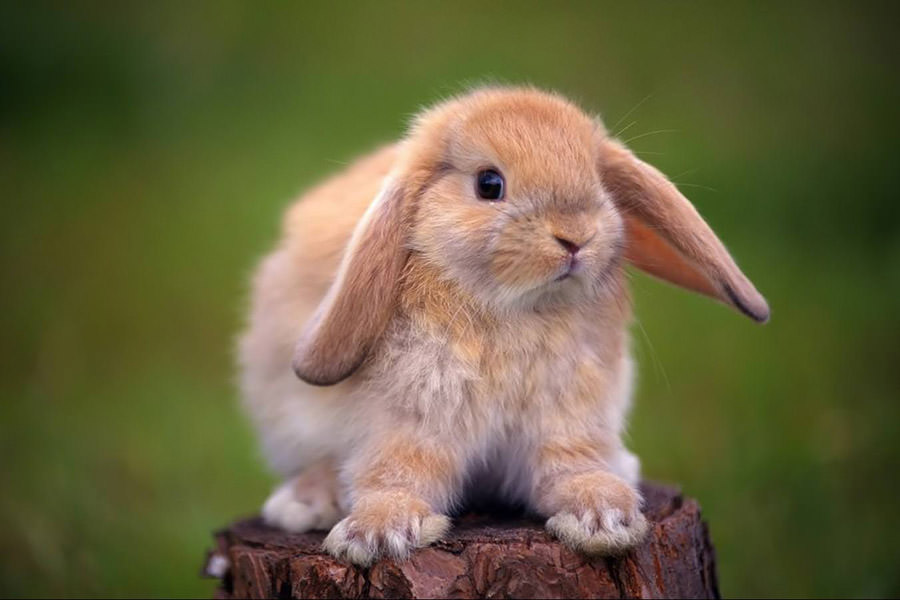 Il coniglio: carattere, ambiente ed alimentazione