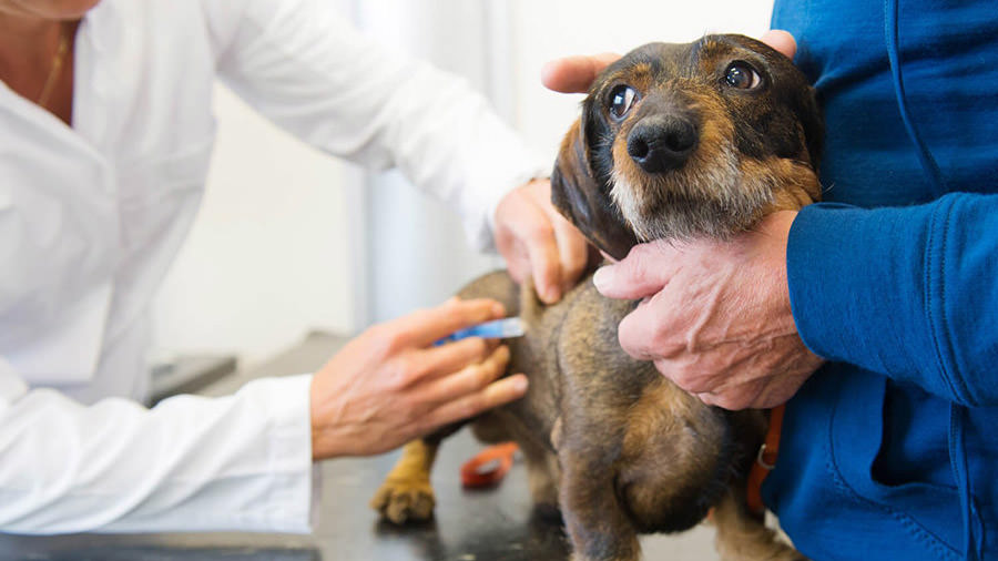 Visita dal veterinario: perché è importante? Perché si paga?