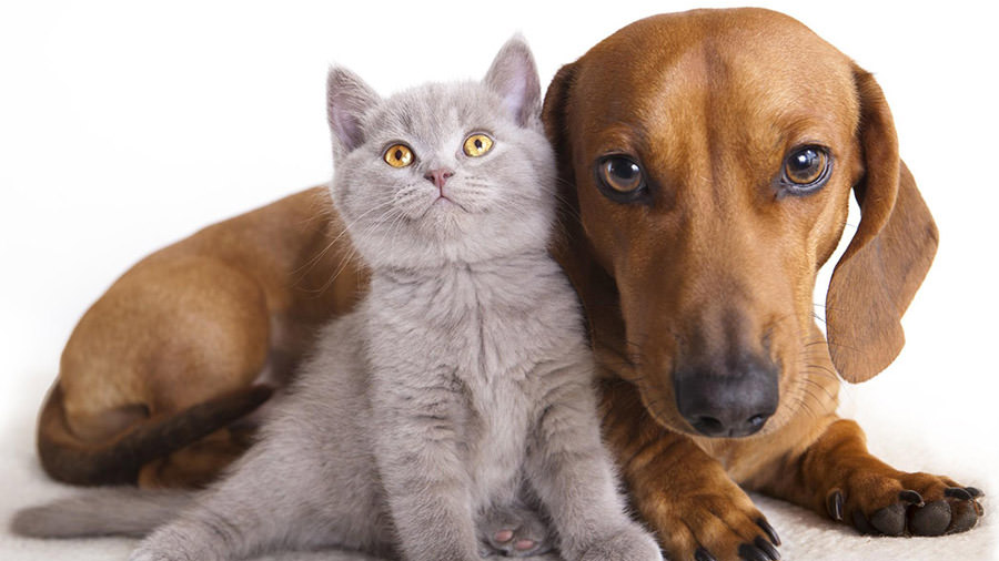 Vomito nel cane e gatto: cause, sintomi e terapia