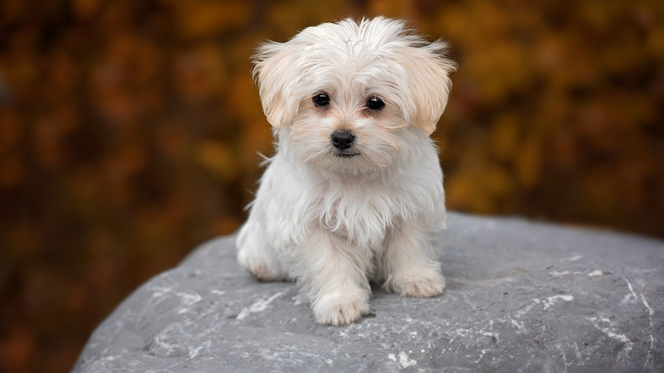 Zecche cane: la guida definitiva per togliere la zecca senza causare danni al tuo cane