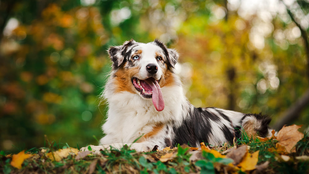 Rogna cane: riconoscere e curare la rogna nel cane