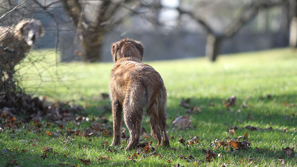 Cold Tail nel cane: coda fredda, coda morta