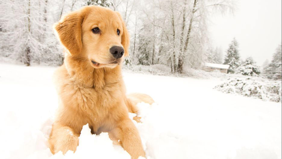 Allerta neve: come proteggere le zampe del cane dalla neve