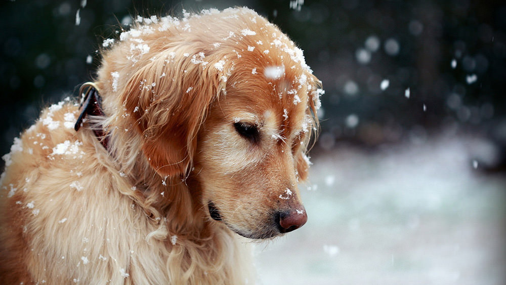 Cane freddo: come proteggere il cane dal freddo