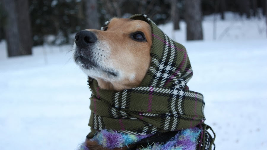 Cane freddo: quali razze hanno più freddo?