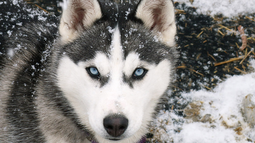 Cane freddo: quali razze hanno meno freddo?